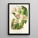 Reproduktion av målningen Odontoglossum maxillare - Charles Antoine Lemaire