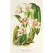 Reproduktion av målningen Odontoglossum maxillare - Charles Antoine Lemaire