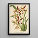 Reproduktion av målningen Odontoglossum nevadense - Charles Antoine Lemaire