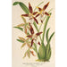 Reproduktion av målningen Odontoglossum nevadense - Charles Antoine Lemaire