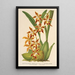 Reproduktion av målningen Odontoglossum odoratum var. latimaculatum - Charles Antoine Lemaire