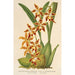 Reproduktion av målningen Odontoglossum odoratum var. latimaculatum - Charles Antoine Lemaire