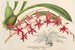 Odontoglossum roseum - Charles Antoine Lemaire — vy av konstverket