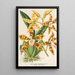 Reproduktion av målningen Odontoglossum triumphans - Charles Antoine Lemaire