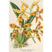 Reproduktion av målningen Odontoglossum triumphans - Charles Antoine Lemaire
