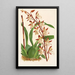 Reproduktion av målningen Odontoglossum bictoniense - Charles Antoine Lemaire