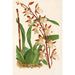 Reproduktion av målningen Odontoglossum bictoniense - Charles Antoine Lemaire