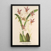 Reproduktion av målningen Oncidium phalaenopsis - Charles Antoine Lemaire