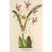 Reproduktion av målningen Oncidium phalaenopsis - Charles Antoine Lemaire