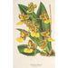 Oncidium bicallosum - Charles Antoine Lemaire — vy av konstverket