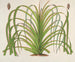 Pandanus mauritianus - Charles Antoine Lemaire — vy av konstverket