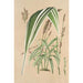 Panicum plicatum fol. niveovittatis - Charles Antoine Lemaire — vy av konstverket
