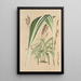 Panicum plicatum fol. niveovittatis - Charles Antoine Lemaire — inramlat konstverk på väggen