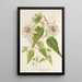 Reproduktion av målningen Passiflora baraquiniana - Charles Antoine Lemaire