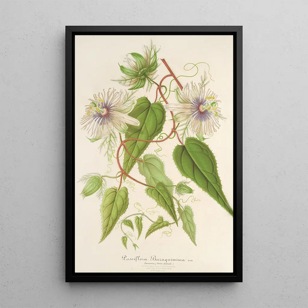 Charles Antoine Lemaire - Passiflora Baraquiniana.webp