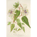 Reproduktion av målningen Passiflora baraquiniana - Charles Antoine Lemaire