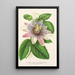 Reproduktion av målningen Passiflora impératrice Eugénie hybrid - Charles Antoine Lemaire