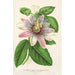 Reproduktion av målningen Passiflora impératrice Eugénie hybrid - Charles Antoine Lemaire