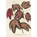 Reproduktion av målningen Passiflora trifasciata - Charles Antoine Lemaire