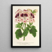 Reproduktion av målningen av Pélargonium för florister, självbevattnande Souvenir de Wilhelma - Charles Antoine Lemaire