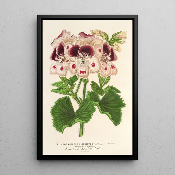 Charles Antoine Lemaire - Pelargonium des Fleuristes fi remontantes Souvenir de Wilhelma.webp
