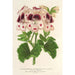 Reproduktion av målningen av Pélargonium för florister, självbevattnande Souvenir de Wilhelma - Charles Antoine Lemaire