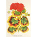 Pélargonium zonale var. Lady Collum - Charles Antoine Lemaire — vy av konstverket