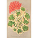 Reproduktion av målningen Pélargonium zonale var. quadricolor - Charles Antoine Lemaire