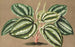 Peperomia Verschaffeltii - Charles Antoine Lemaire — vy av konstverket