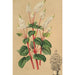 Peperomia resediflora - Charles Antoine Lemaire — vy av konstverket