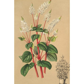 Charles Antoine Lemaire - Peperomia resedflora.webp