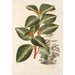 Peperomia velutina - Charles Antoine Lemaire — vy av konstverket