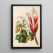 Reproduktion av målningen Philodendron daguense - Charles Antoine Lemaire