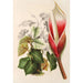 Reproduktion av målningen Philodendron daguense - Charles Antoine Lemaire