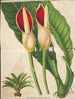 Philodendron calophyllum - Charles Antoine Lemaire — vy av konstverket