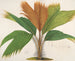 Phnicophorium des Seychelles - Charles Antoine Lemaire — vy av konstverket