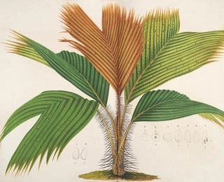 Charles Antoine Lemaire - Phnicophorium Sechellarum.webp