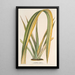 Reproduktion av målningen Phormium tenax fol. var. - Charles Antoine Lemaire