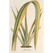 Reproduktion av målningen Phormium tenax fol. var. - Charles Antoine Lemaire