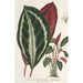 Phrynium maranta vandenheckei - Charles Antoine Lemaire — vy av konstverket