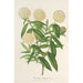 Reproduktion av målningen Pimelea elegans - Charles Antoine Lemaire