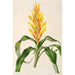 Pitcairnia andreana - Charles Antoine Lemaire — vy av konstverket