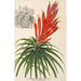 Pitcairnia aphelandriflora - Charles Antoine Lemaire — vy av konstverket