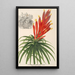 Pitcairnia aphelandriflora - Charles Antoine Lemaire — inramlat konstverk på väggen