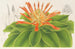 Pitcairnia tabuliformis - Charles Antoine Lemaire — vy av konstverket