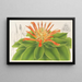 Pitcairnia tabuliformis - Charles Antoine Lemaire — inramlat konstverk på väggen