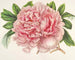 Pivoine av Alexander II - Charles Antoine Lemaire — vy av konstverket