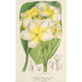 Plumeria lutea - Charles Antoine Lemaire — vy av konstverket