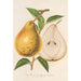 Reproduktion av målningen Poire beurré Jean Van Geert - Charles Antoine Lemaire