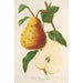 Poire beurré Spae - Charles Antoine Lemaire — vy av konstverket
